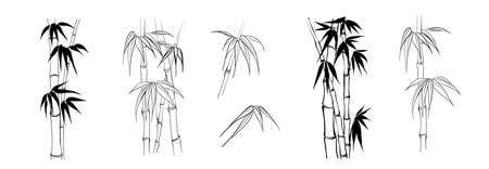 Set of differents bamboo branch on white background.のイラスト素材