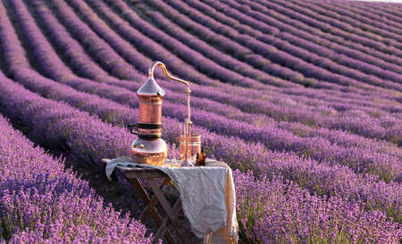 Distillation of lavender essential oil and hydrolate. Copper alambic for the flowering field.の写真素材