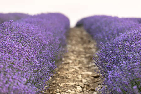 Lavender field at sunset. Rows of blooming lavende to the horizon. Provence region of France.