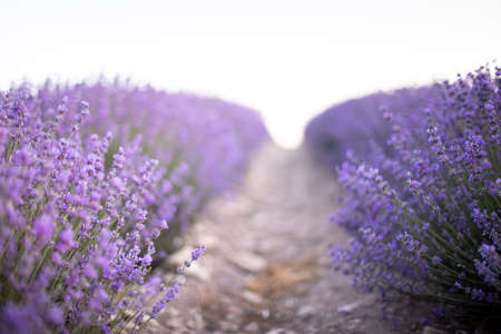 Lavender field at sunset. Rows of blooming lavende to the horizon. Provence region of France.の写真素材