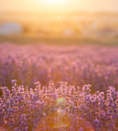 Lavender bushes closeup on sunset. Sunset gleam over purple flowers of lavender. Provence region of France.の写真素材