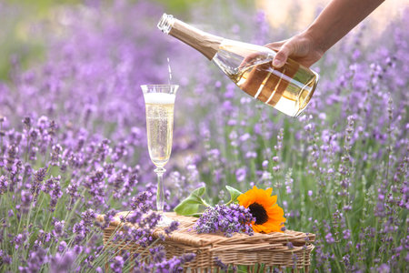 Glass of champagne in a lavender field. Violet flowers on the background.の写真素材