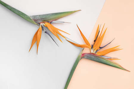 Top view tropical leaves on vibrant background. Summer flat lay composition.の写真素材