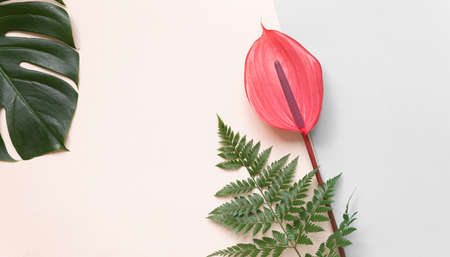 Top view tropical leaves on vibrant background. Summer flat lay composition.