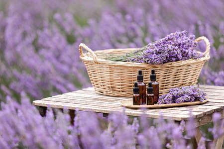 Amber essential lavender oil bottle. Violet lavendar field in Provence.の写真素材