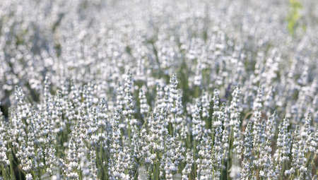 Sunset over a white lavender field in Provence, France.の写真素材