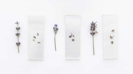Lavender bouquets on an isolated background. Purple flowers.