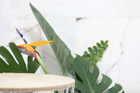 Top view tropical leaves on vibrant background. Summer flat lay composition.の写真素材