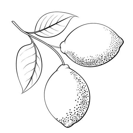 Differents lemones branch on white background.のイラスト素材