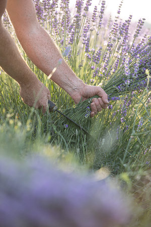 Harvesting season. Lavender bouquets. The farmer cuts the flowers.の写真素材