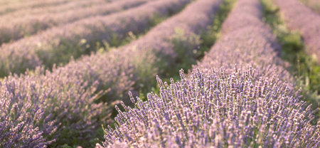 Lavender bushes closeup on sunset. Sunset gleam over purple flowers of lavender. Provence region of France.の写真素材