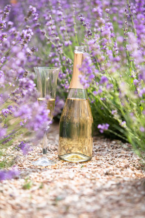 Glass of champagne in a lavender field. Violet flowers on the background.の写真素材