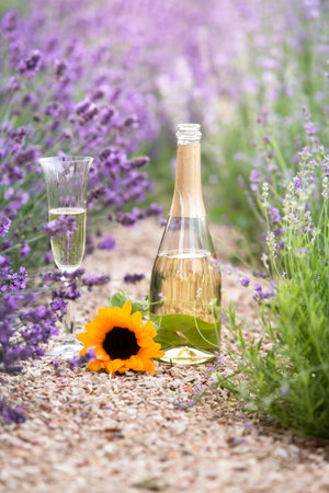 Glass of champagne in a lavender field. Violet flowers on the background.の写真素材