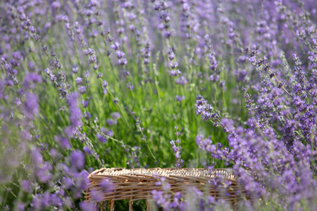 Perspective background with wooden table for your design. Lavender field region Provenceの写真素材