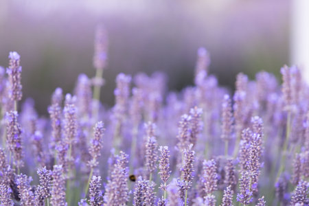 Lavender bushes closeup on sunset. Sunset gleam over purple flowers of lavender. Provence region of France.の写真素材