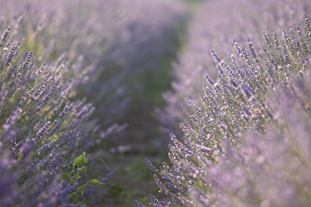 Lavender bushes closeup on sunset. Sunset gleam over purple flowers of lavender. Provence region of France.の写真素材