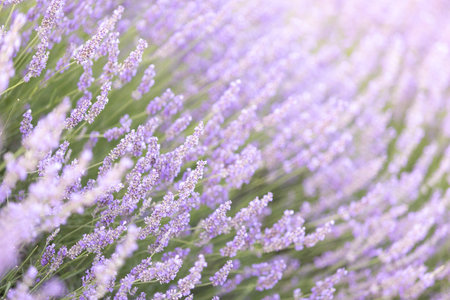 Lavender bushes closeup on sunset. Sunset gleam over purple flowers of lavender. Provence region of...