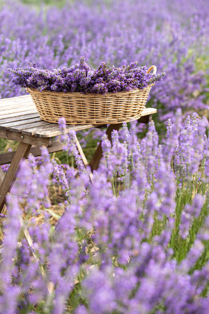Harvesting season. Lavender bouquets and basket.の写真素材
