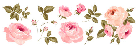 Set of differents roses on white background.のイラスト素材