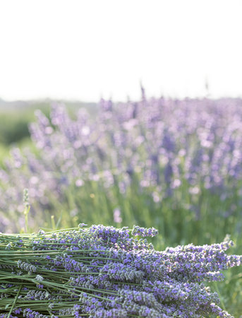 Lavender bushes closeup on sunset. Sunset gleam over purple flowers of lavender. Provence region of France.の写真素材