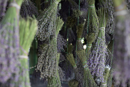 Harvesting season. Lavender bouquets and basket.の写真素材