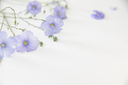 Blooming flax flowers on a white background.の写真素材