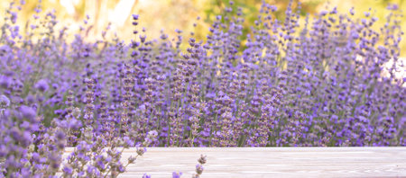 Perspective background with wooden table for your design. Lavender field region Provenceの写真素材