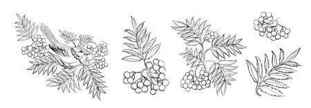 Set of differents rowanberry on white background.のイラスト素材