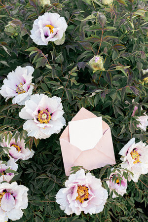 Fresh peonies in the garden. Wedding invitation mock upの写真素材