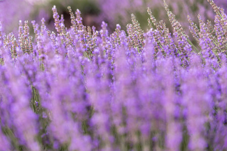 Lavender bushes closeup on sunset. Sunset gleam over purple flowers of lavender. Provence region of France.の写真素材