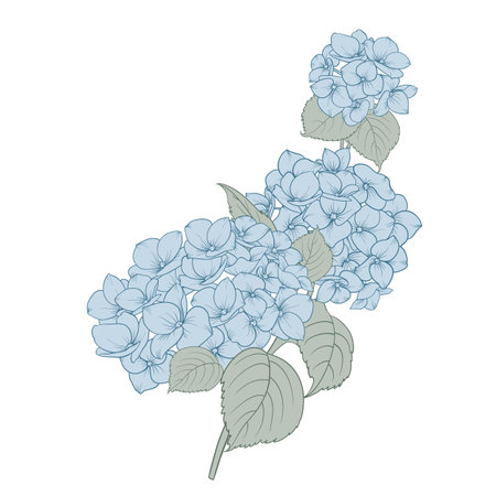 Single hydrangeas on white backgroundのイラスト素材