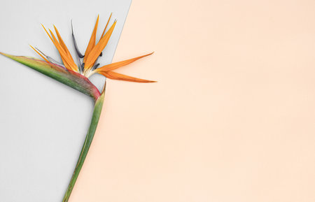 Top view tropical leaves on vibrant background. Summer flat lay composition.