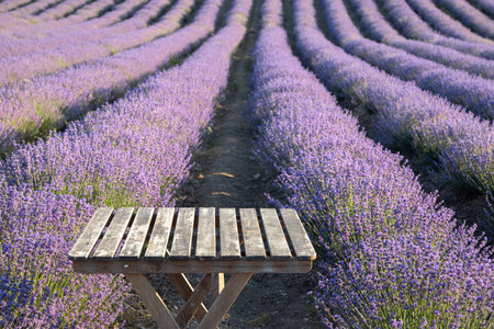 Perspective background with wooden table for your design. Lavender field region Provenceの写真素材