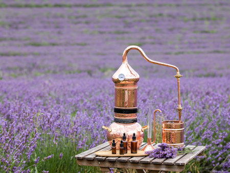 Distillation of lavender essential oil and hydrolate. Copper alambic for the flowering field.の写真素材