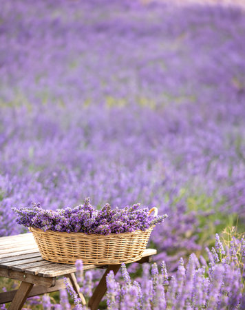 Harvesting season. Lavender bouquets and basket.