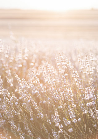 Sunset over a white lavender field in Provence, France.の写真素材