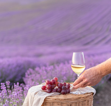 Glass of white wine in a lavender field. Violet flowers on the background.の写真素材