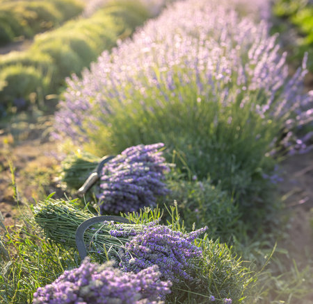 The harvest season for lavender. Cut bouquets in the field.の写真素材