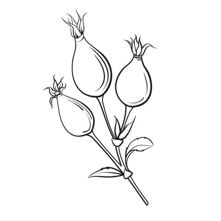 Black outline rosehip on white background. Hybrid tea roseのイラスト素材