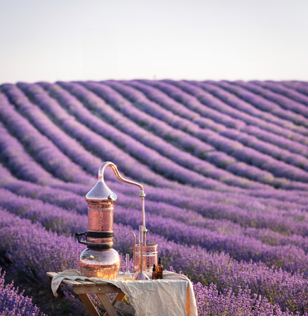 Distillation of lavender essential oil and hydrolate. Copper alambic for the flowering field.