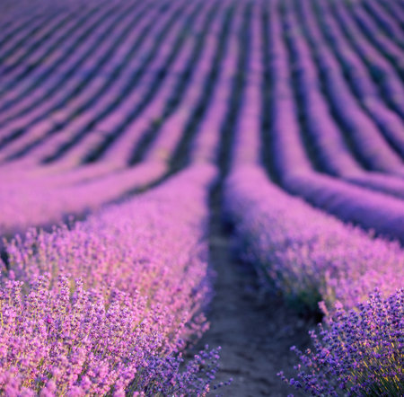 Lavender field at sunset. Rows of blooming lavende to the horizon. Provence region of France.の写真素材