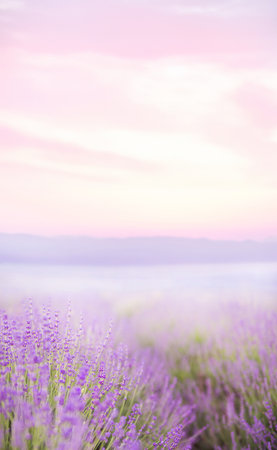 Beautiful image of lavender.Blossom fieldの写真素材