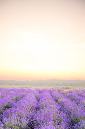 Beautiful image of lavender. Blossom fieldの写真素材