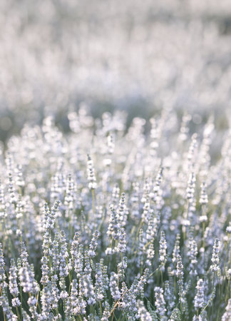 Sunset over a white lavender field in Provence, France.の写真素材