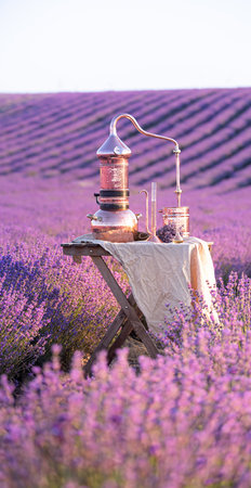 Distillation of lavender essential oil and hydrolate. Copper alambik for the flowering field.の写真素材