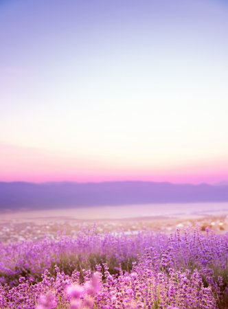 Beautiful image of lavender.Blossom fieldの写真素材