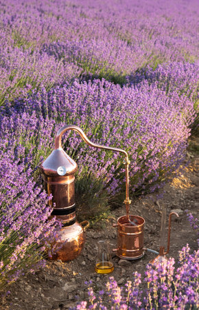 Distillation of lavender essential oil and hydrolate. Copper alambic for the flowering field.の写真素材