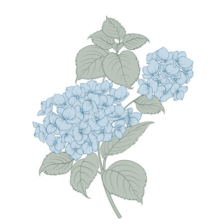Blooming flower hydrangea on white background. Blue flowers isolated on white. Vector illustration.
