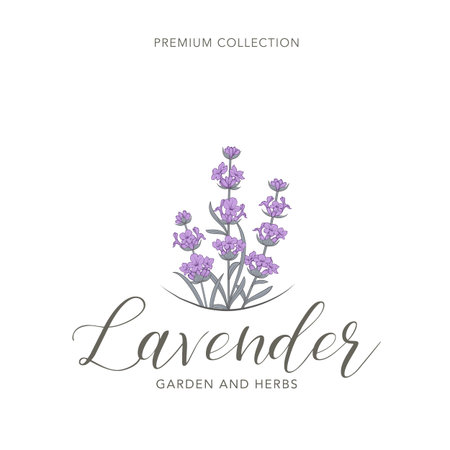 Lavender flower vector . Floral design labelのイラスト素材