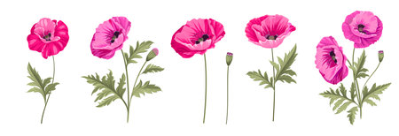 Set of differents poppy flowers on white background.のイラスト素材